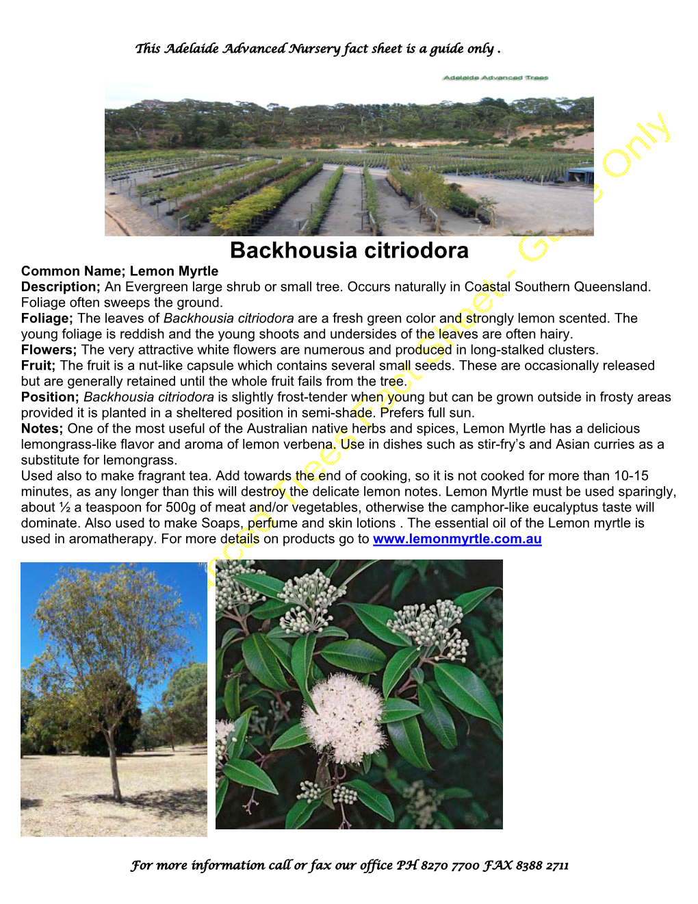 Backhousia Citriodora Common Name; Lemon Myrtle Description; an Evergreen Large Shrub Or Small Tree