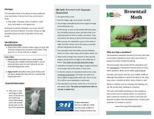 Browntail Moth Brochure