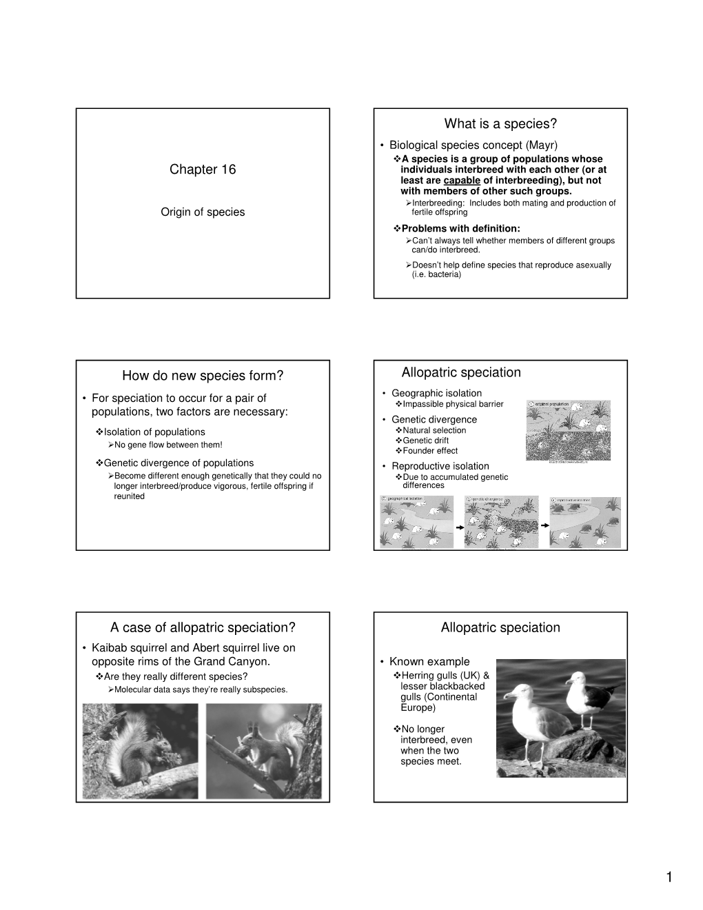 Chapter 16 What Is a Species? How Do New Species Form? Allopatric Speciation a Case of Allopatric Speciation? Allopatric Speciat