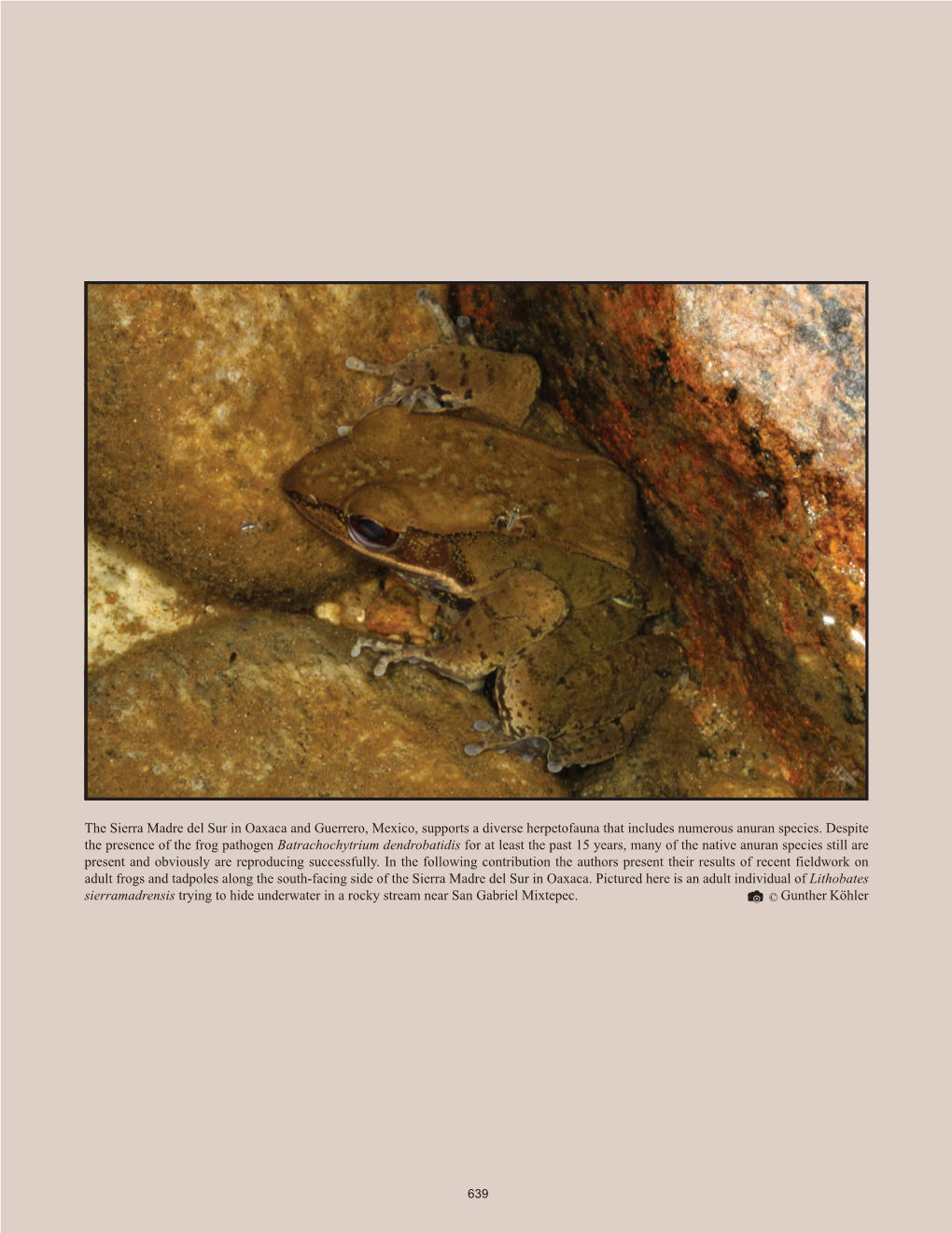 A Survey of Tadpoles and Adult Anurans in the Sierra Madre Del Sur of Oaxaca, Mexico (Amphibia: Anura)