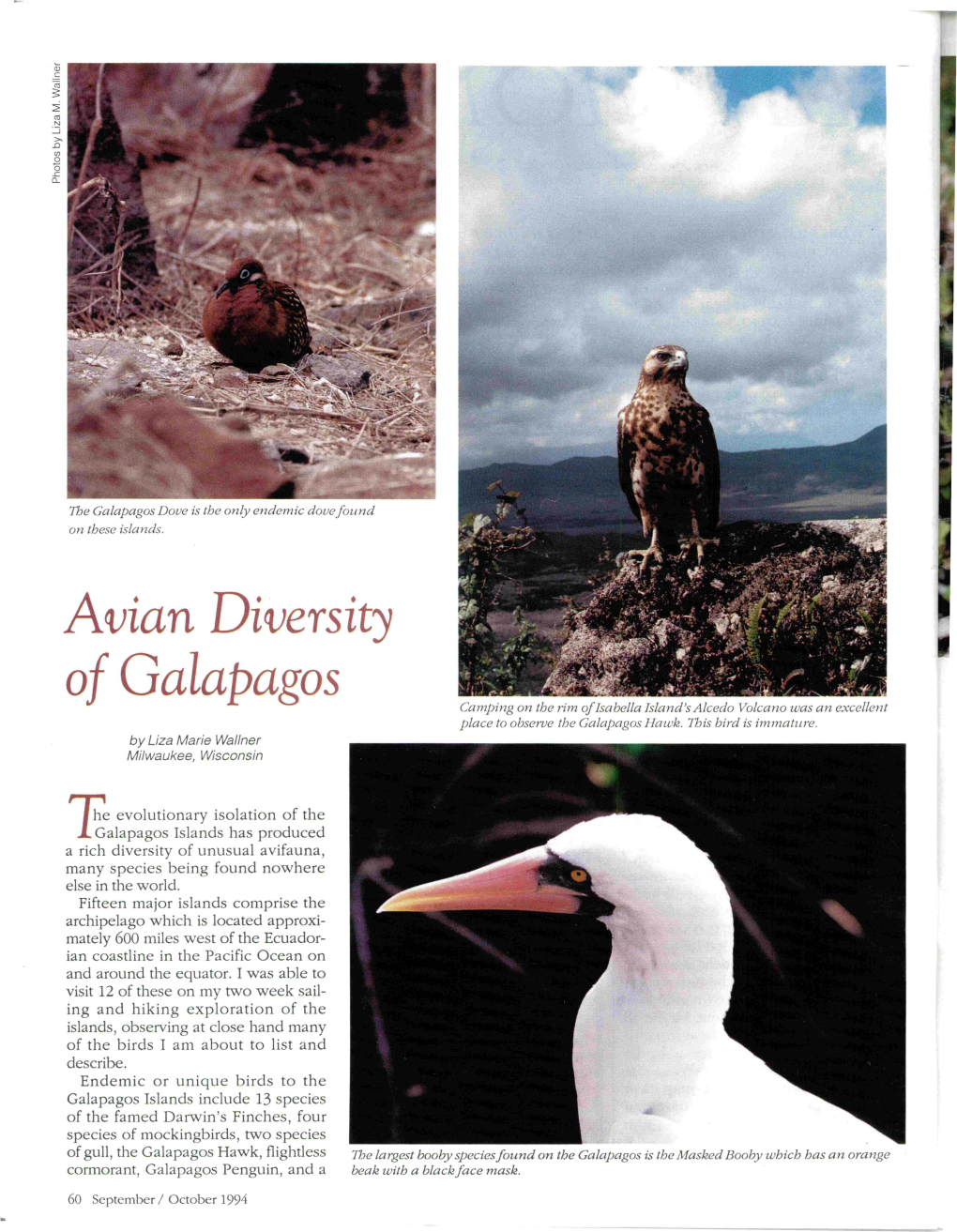 Avian Diver Ity of Galapagos Call1ping on the Rhn Ofisabella Island's Alcedo Volcano 'Was an Excellent Place to Observe the Galapagos Haluk