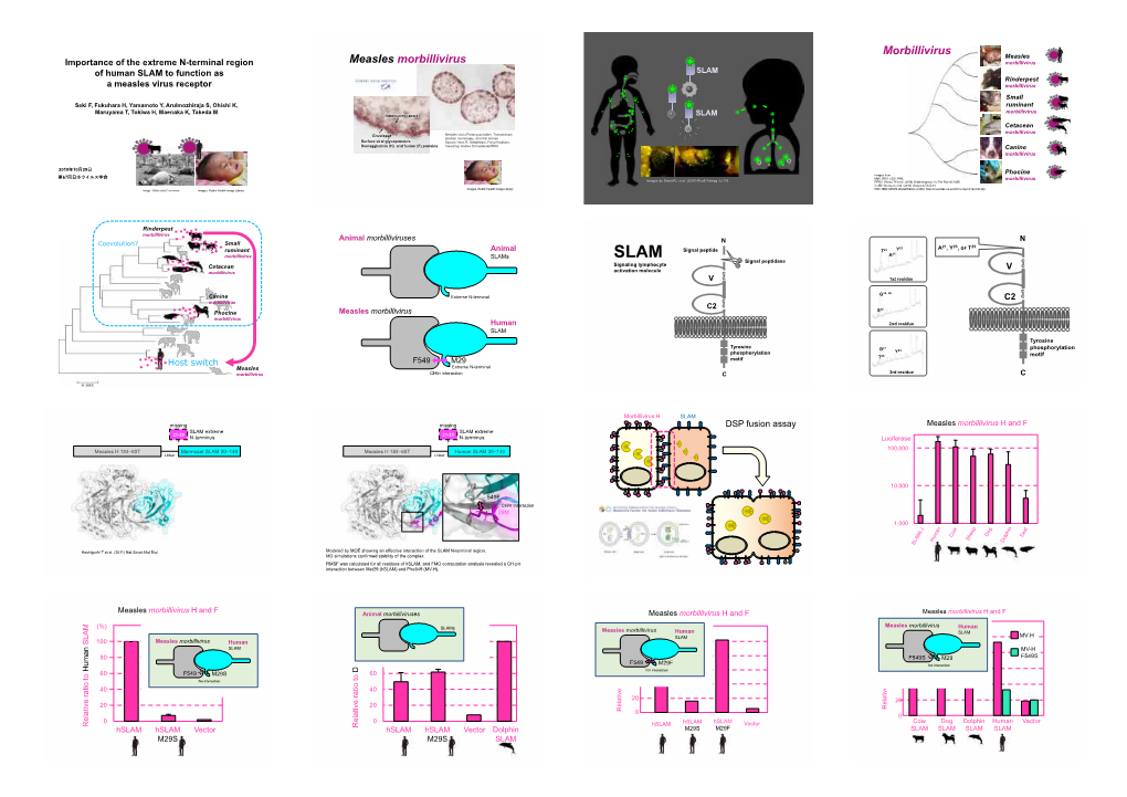 Measles Morbillivirus Morbillivirus