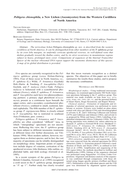 Peltigera Chionophila, a New Lichen (Ascomycetes) from the Western Cordillera of North America