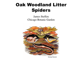 Oak Woodland Litter Spiders James Steffen Chicago Botanic Garden
