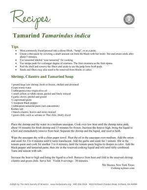 Tamarind Tamarindus Indica