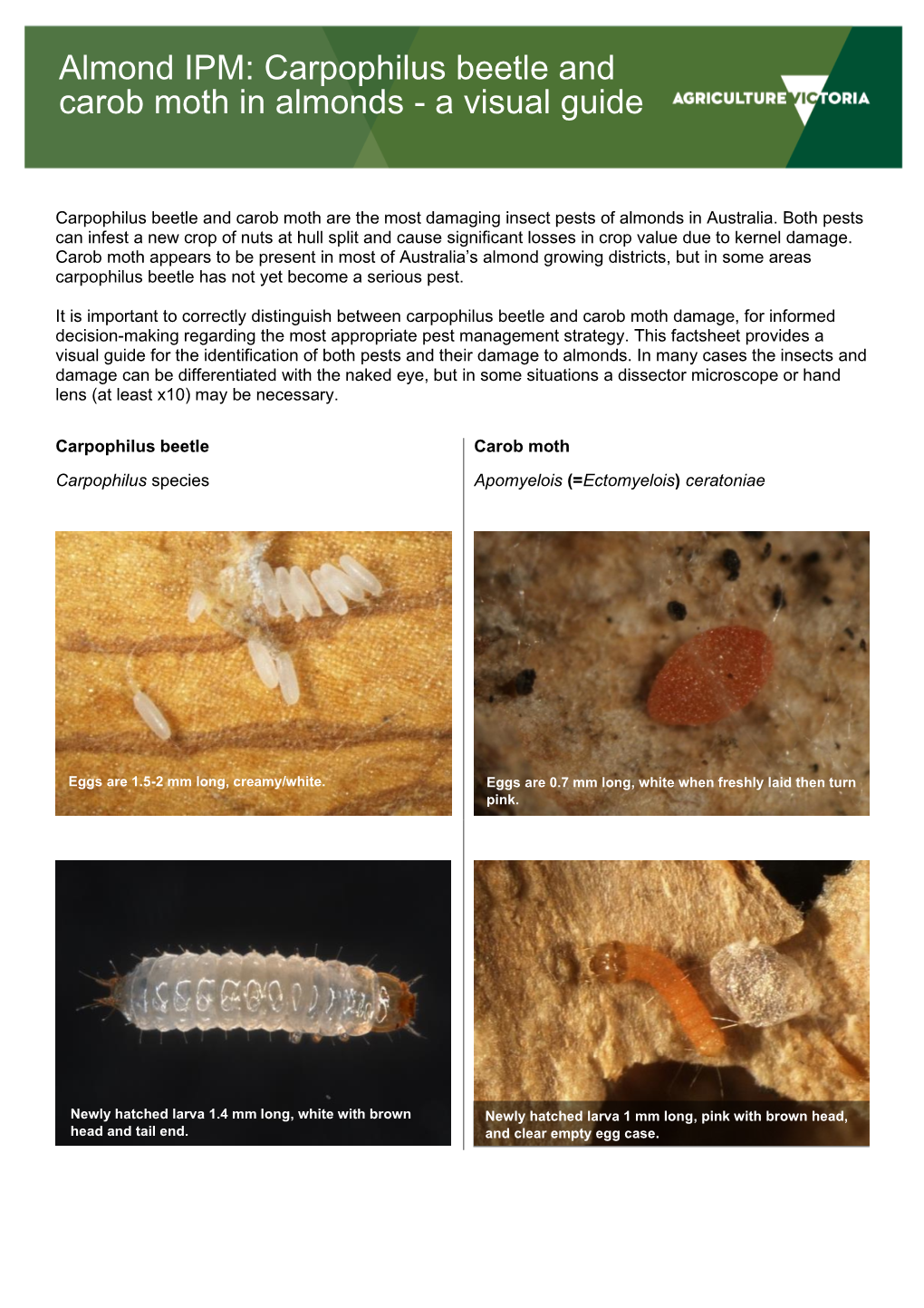 Carpophilus Beetle and Carob Moth in Almonds - a Visual Guide
