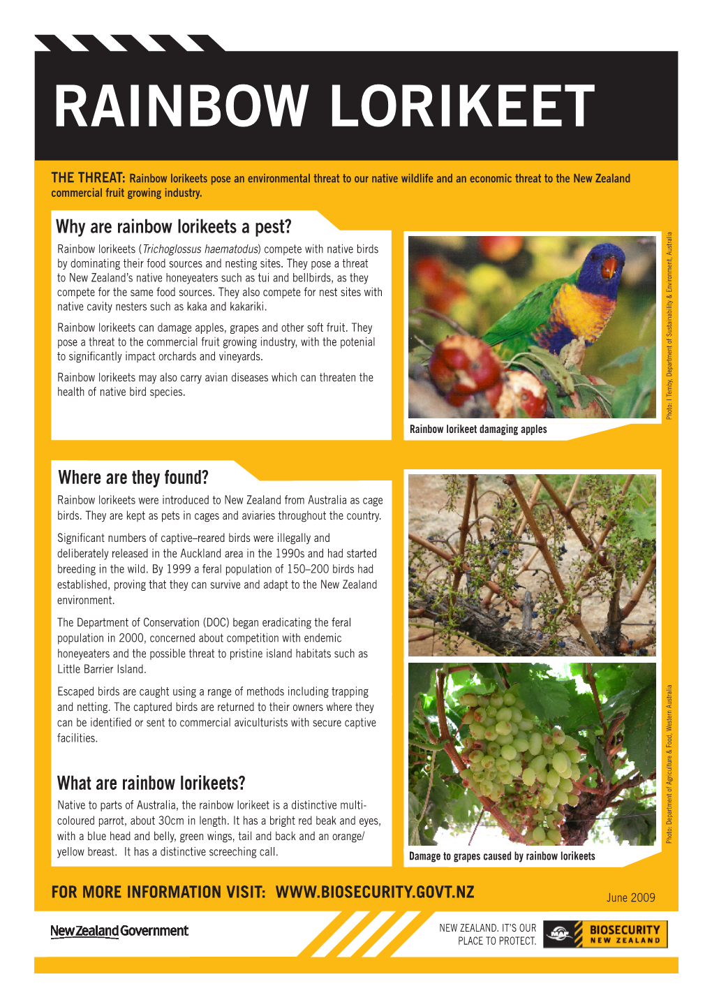 Rainbow Lorikeet Factsheet