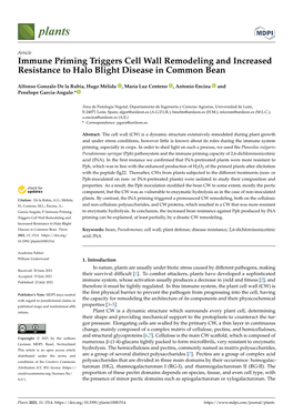 Immune Priming Triggers Cell Wall Remodeling and Increased Resistance to Halo Blight Disease in Common Bean