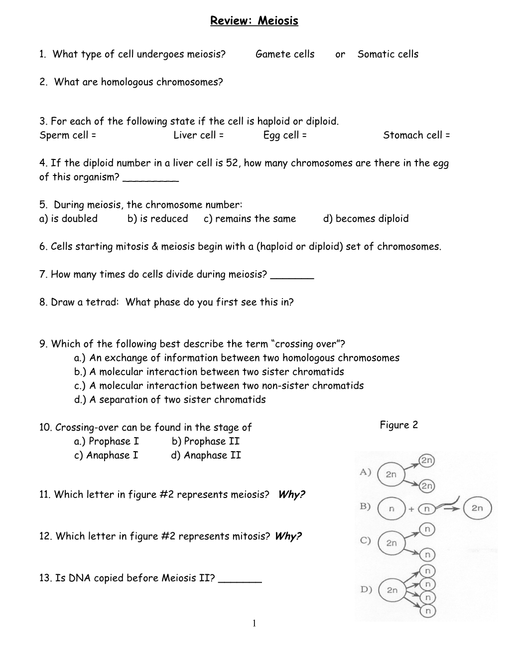 Meiosis Review Worksheet