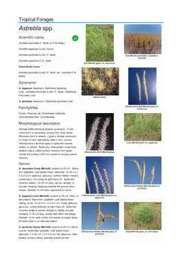 Astrebla Spp. Scientific Name  Astrebla Elymoides F