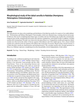 Morphological Study of the Labial Sensilla in Nabidae (Hemiptera: Heteroptera: Cimicomorpha)
