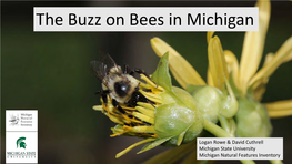 The Buzz on Bees in Michigan