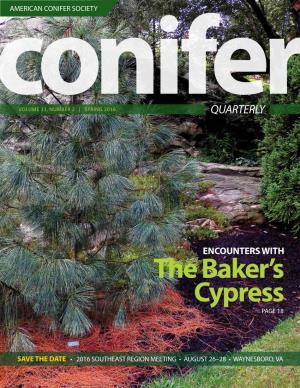 The Baker's Cypress