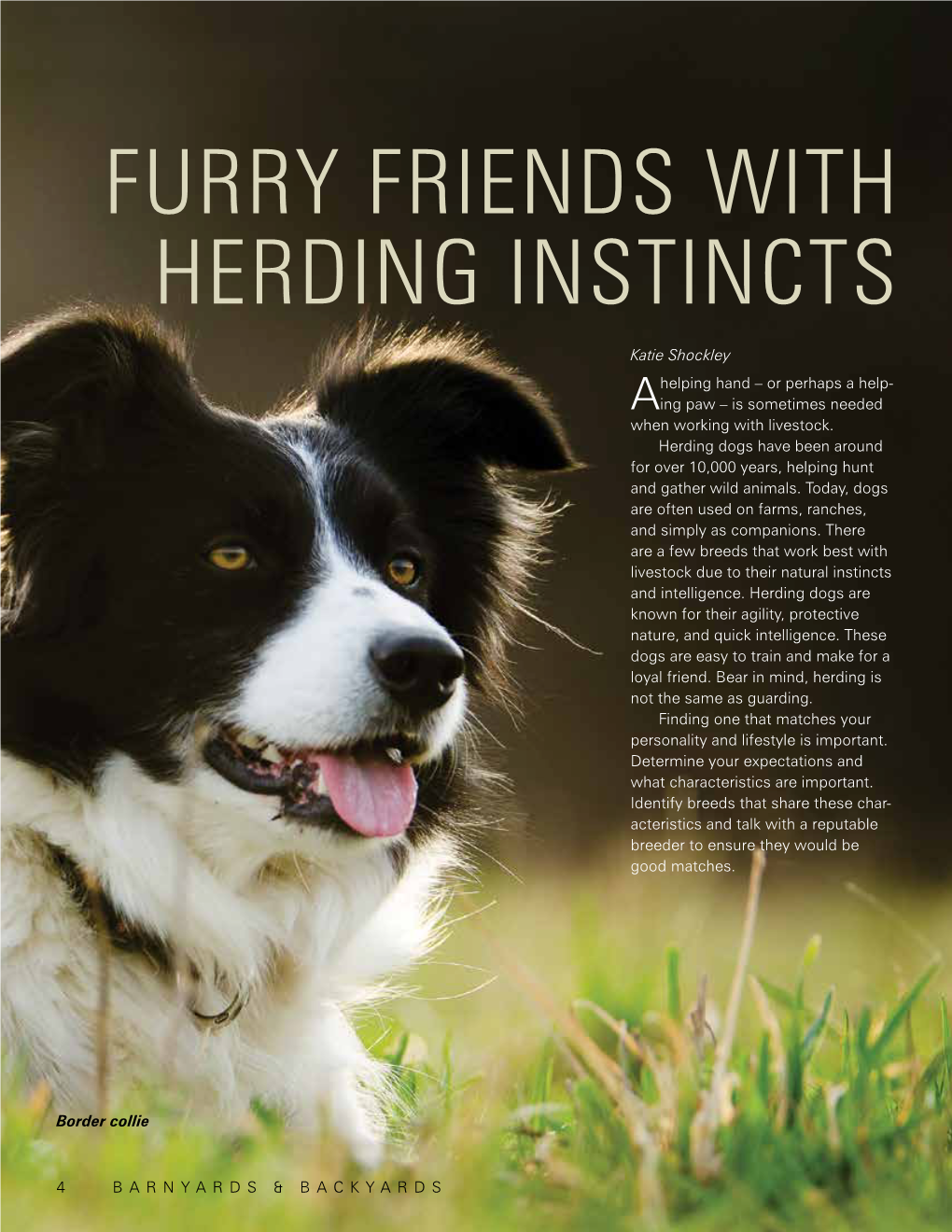 Furry Friends with Herding Instincts