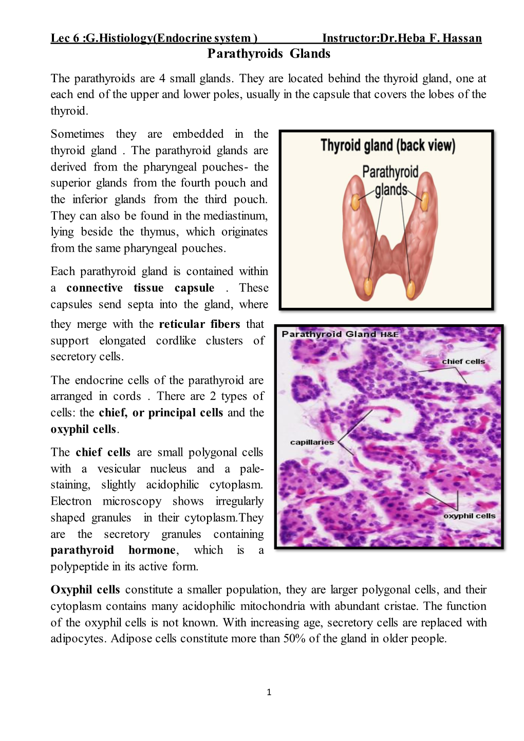 Parathyroids Glands the Parathyroids Are 4 Small Glands