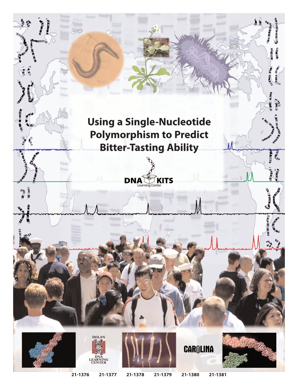 Using a Single-Nucleotide Polymorphism to Predict Bitter-Tasting Ability