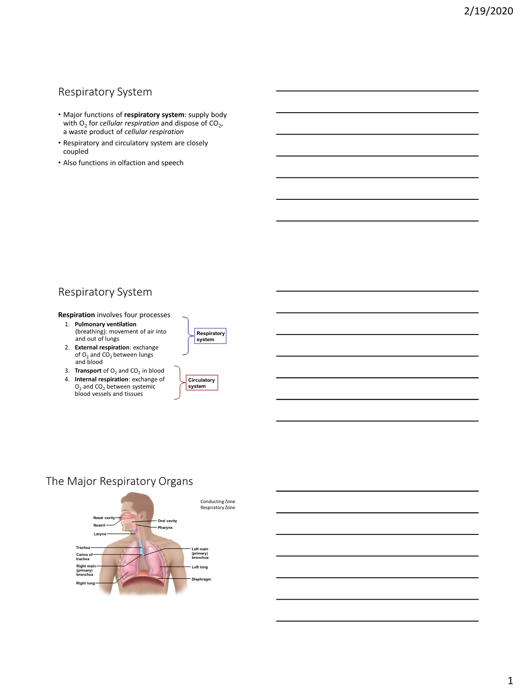 Respiratory System Respiratory System the Major Respiratory Organs