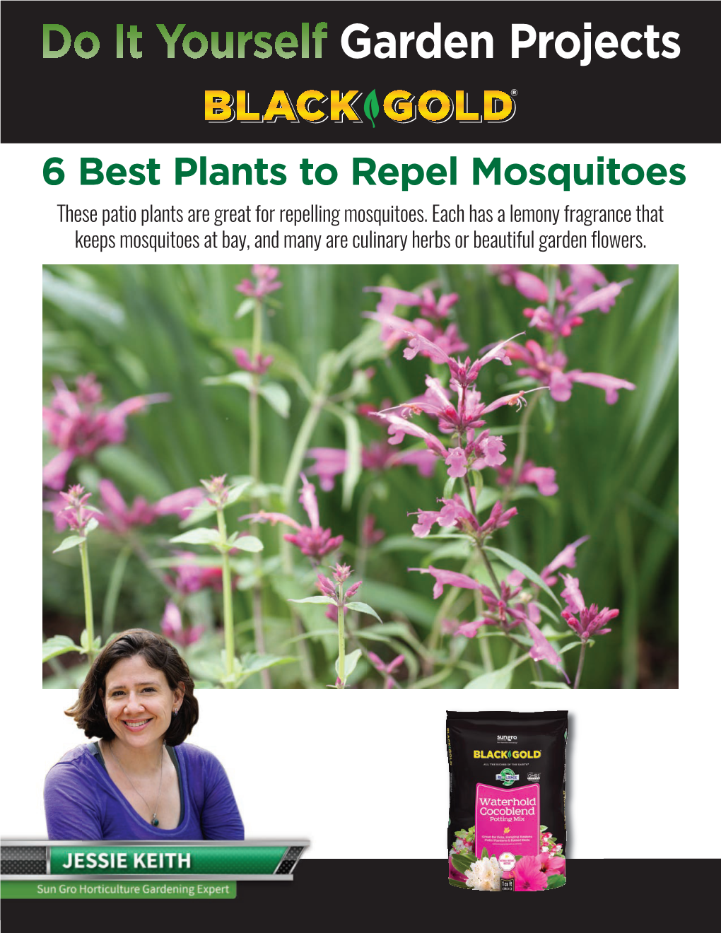 Black Gold DIY Plants to Repel Mosquitoes 8.5X11 06 18 18