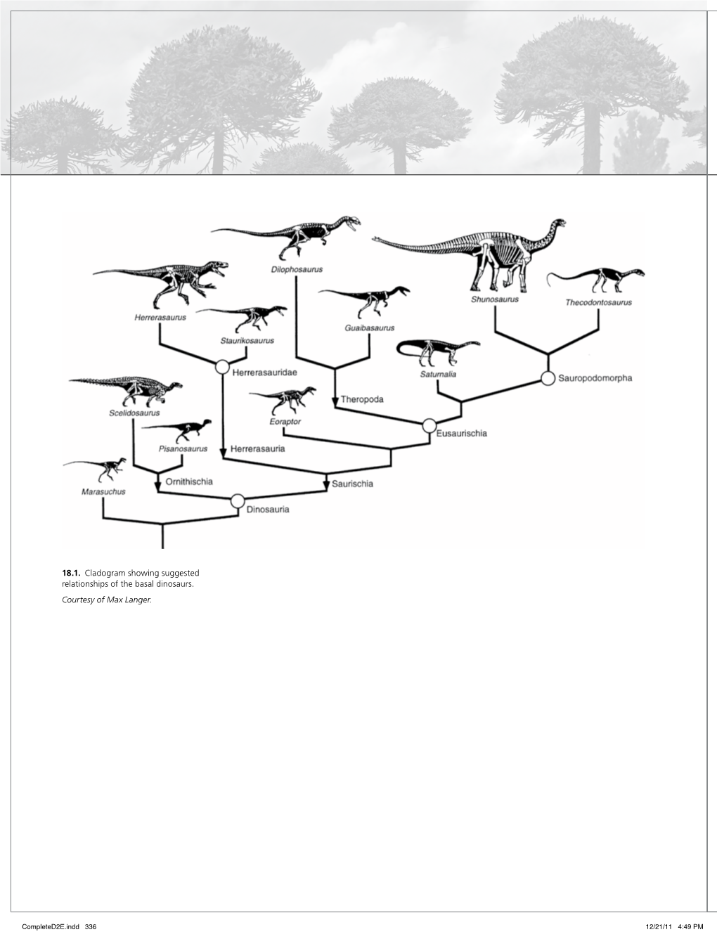 18.1. Cladogram Showing Suggested Relationships of the Basal Dinosaurs