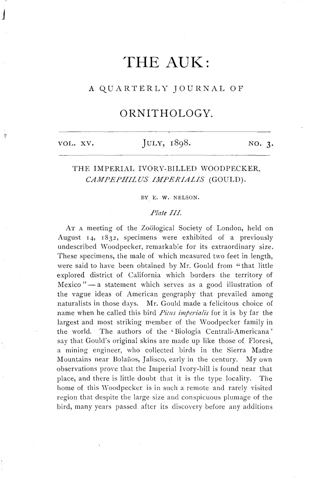 The Imperial Ivory-Billed Woodpecker, Campephilus Imperialis (Gould)