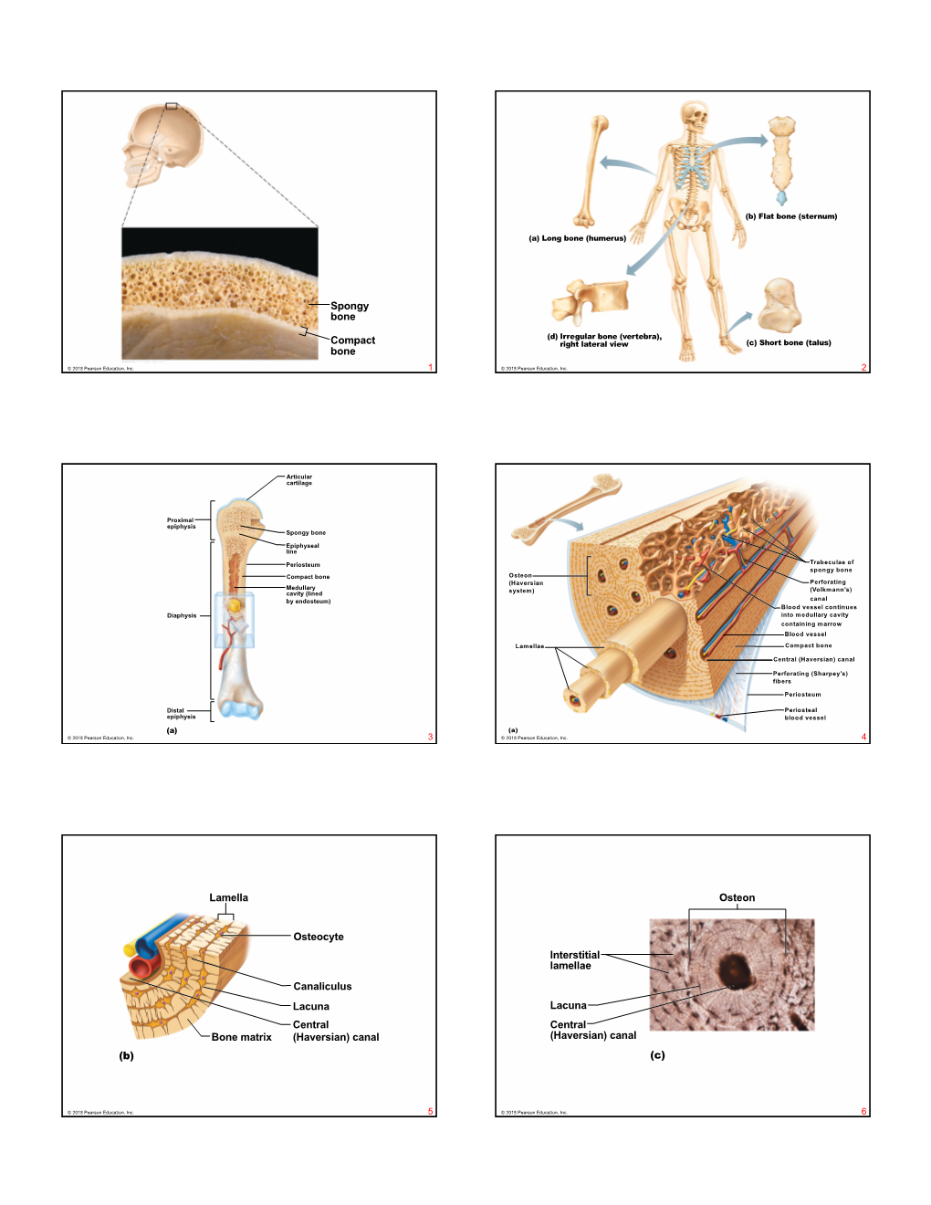 Compact Bone Spongy Bone Lamella (B) Bone Matrix Central (Haversian