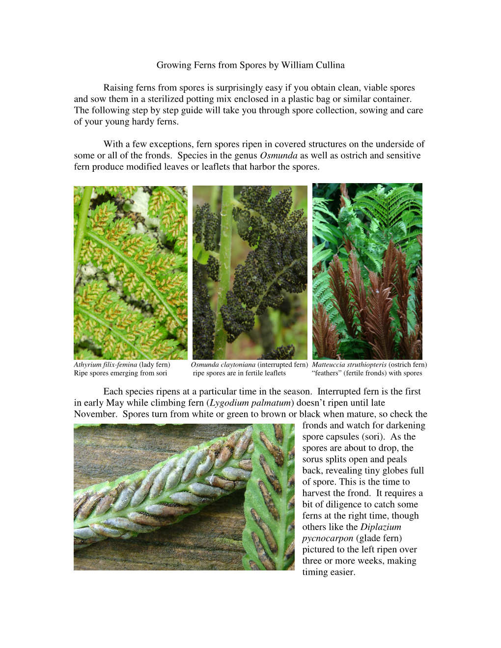 Growing Ferns from Spores by William Cullina