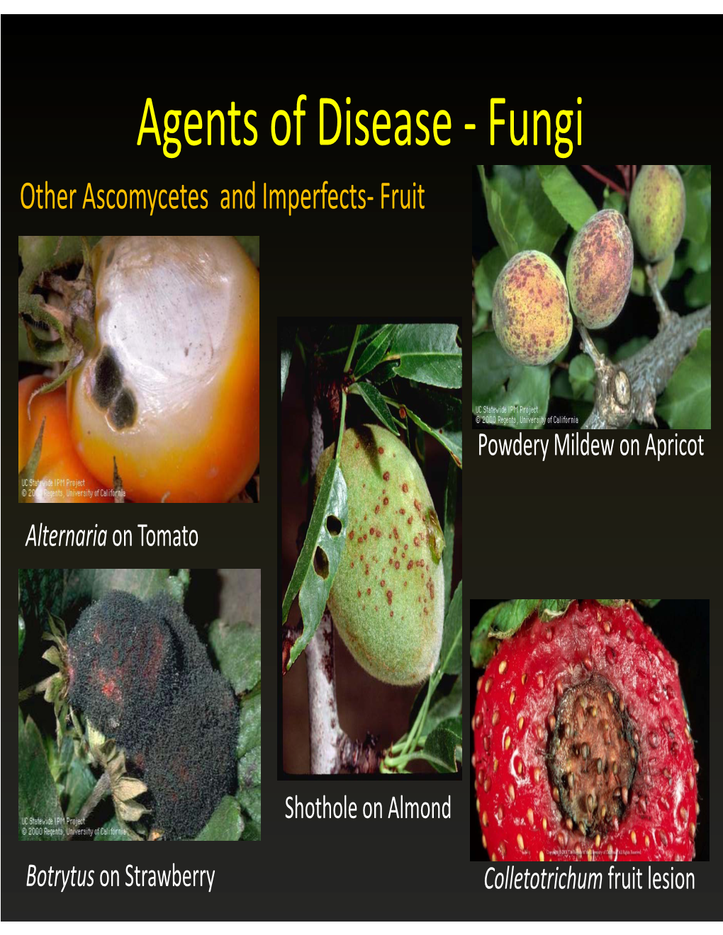 Agents of Disease ‐ Fungi Other Ascomycetes and Imperfects‐ Fruit