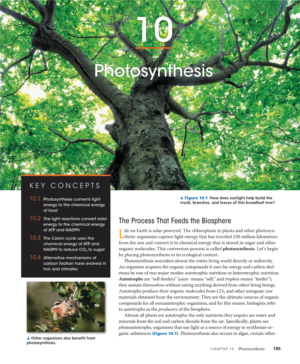 Photosynthesis-By-Campbell.Pdf