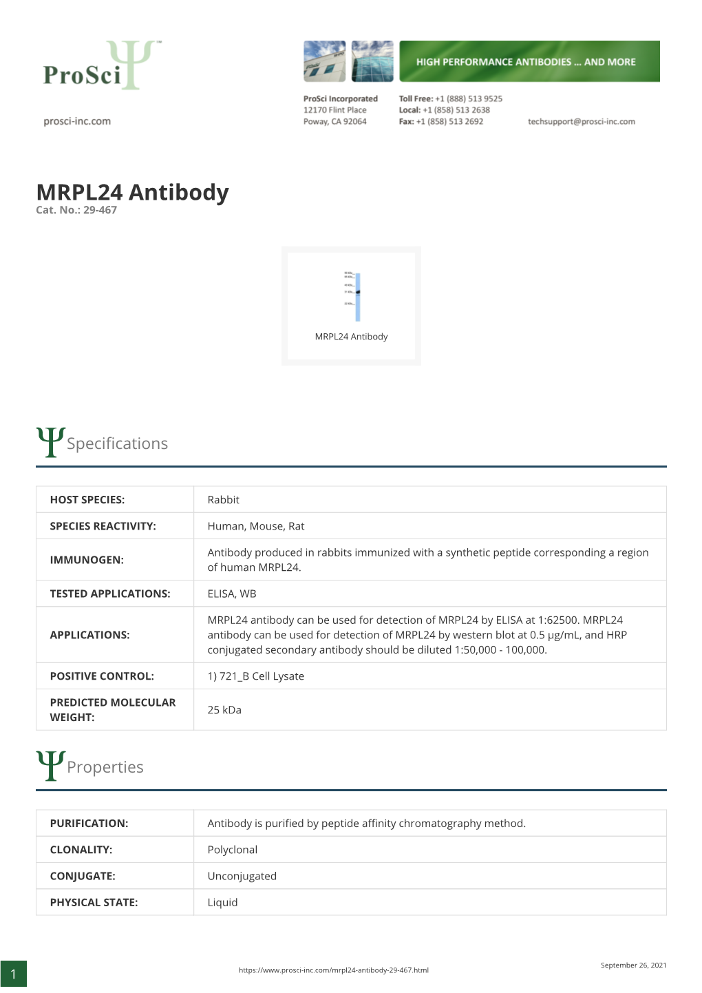 MRPL24 Antibody Cat