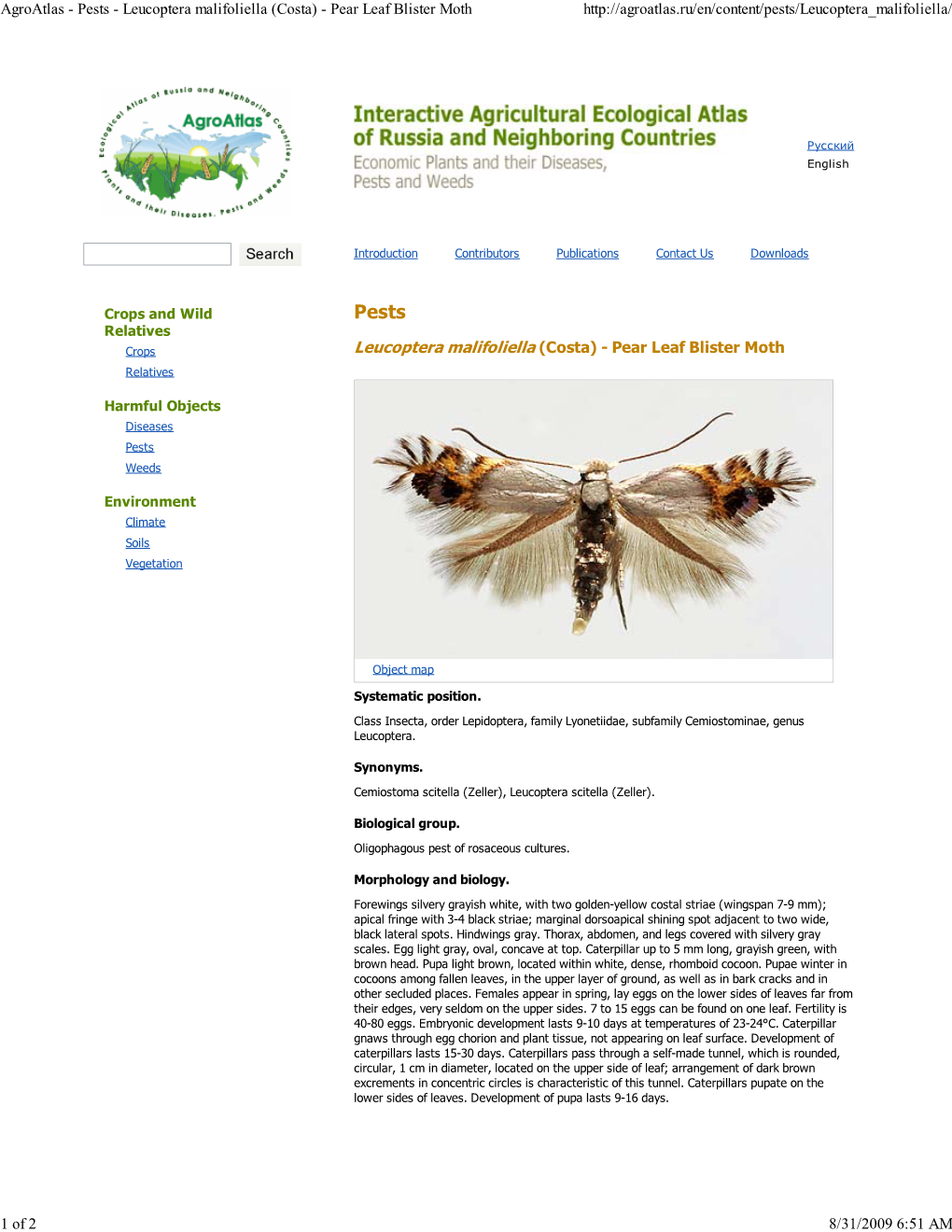 Pests - Leucoptera Malifoliella (Costa) - Pear Leaf Blister Moth
