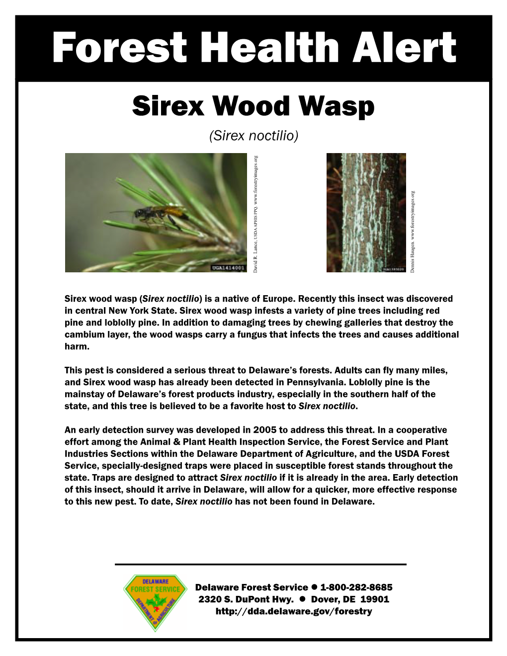 Sirex Wood Wasp (Sirex Noctilio)