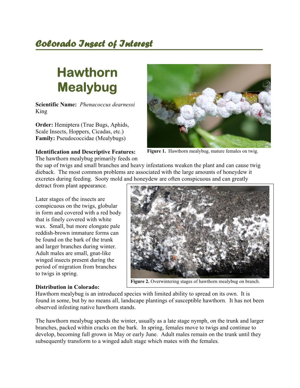 Hawthorn Mealybug
