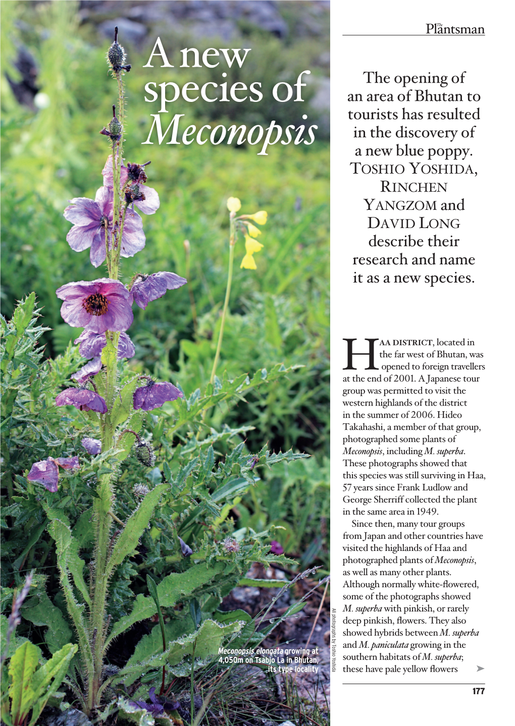 Anew Species of Meconopsis