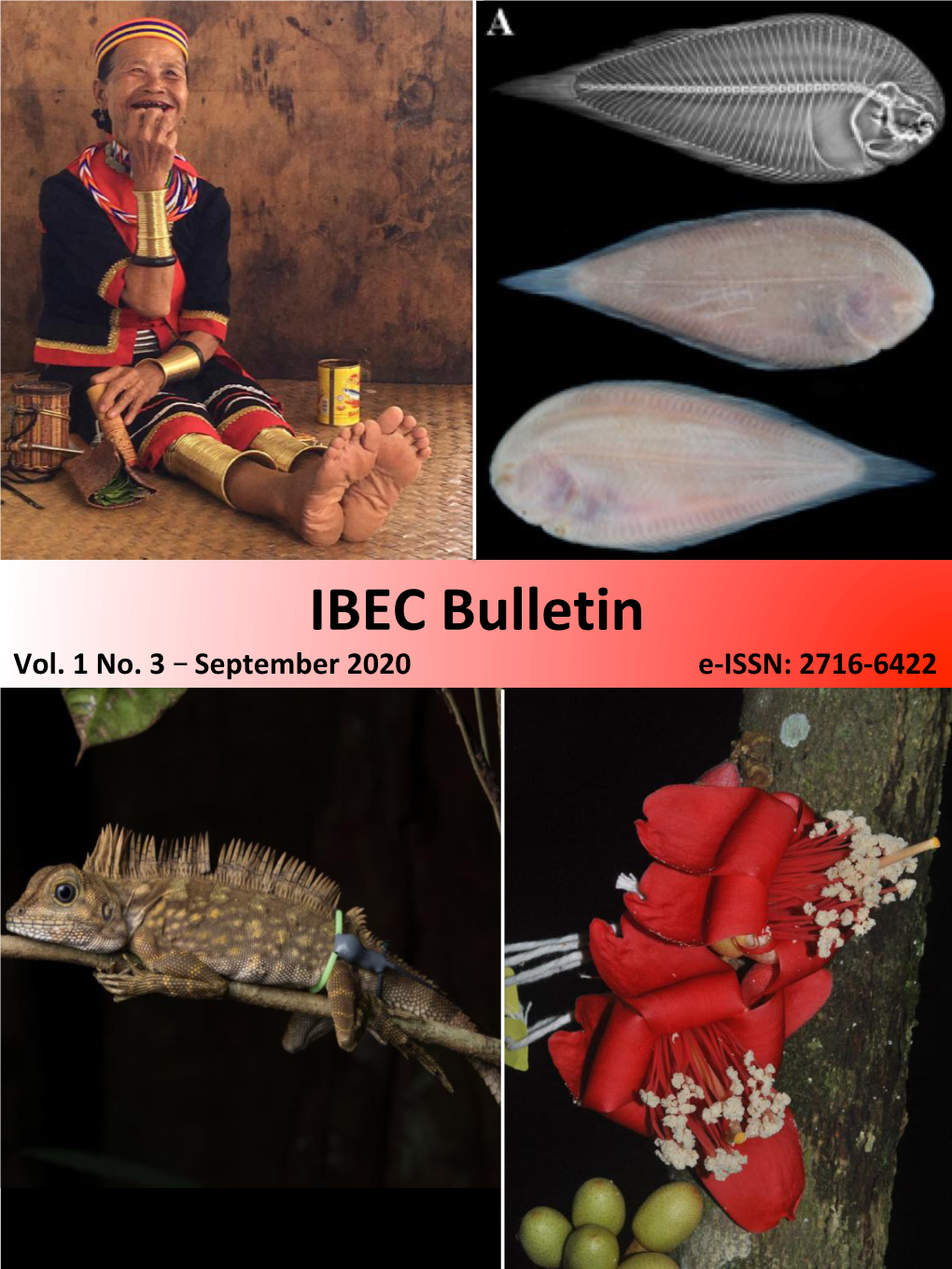 IBEC Bulletin Vol