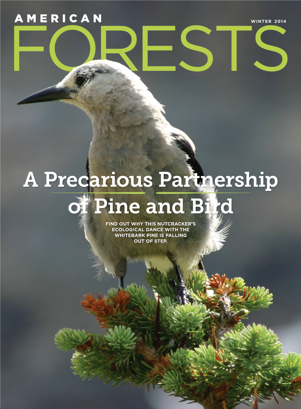A Precarious Partnership of Pine and Bird FIND out WHY THIS NUTCRACKER’S ECOLOGICAL DANCE with the WHITEBARK PINE IS FALLING out of STEP