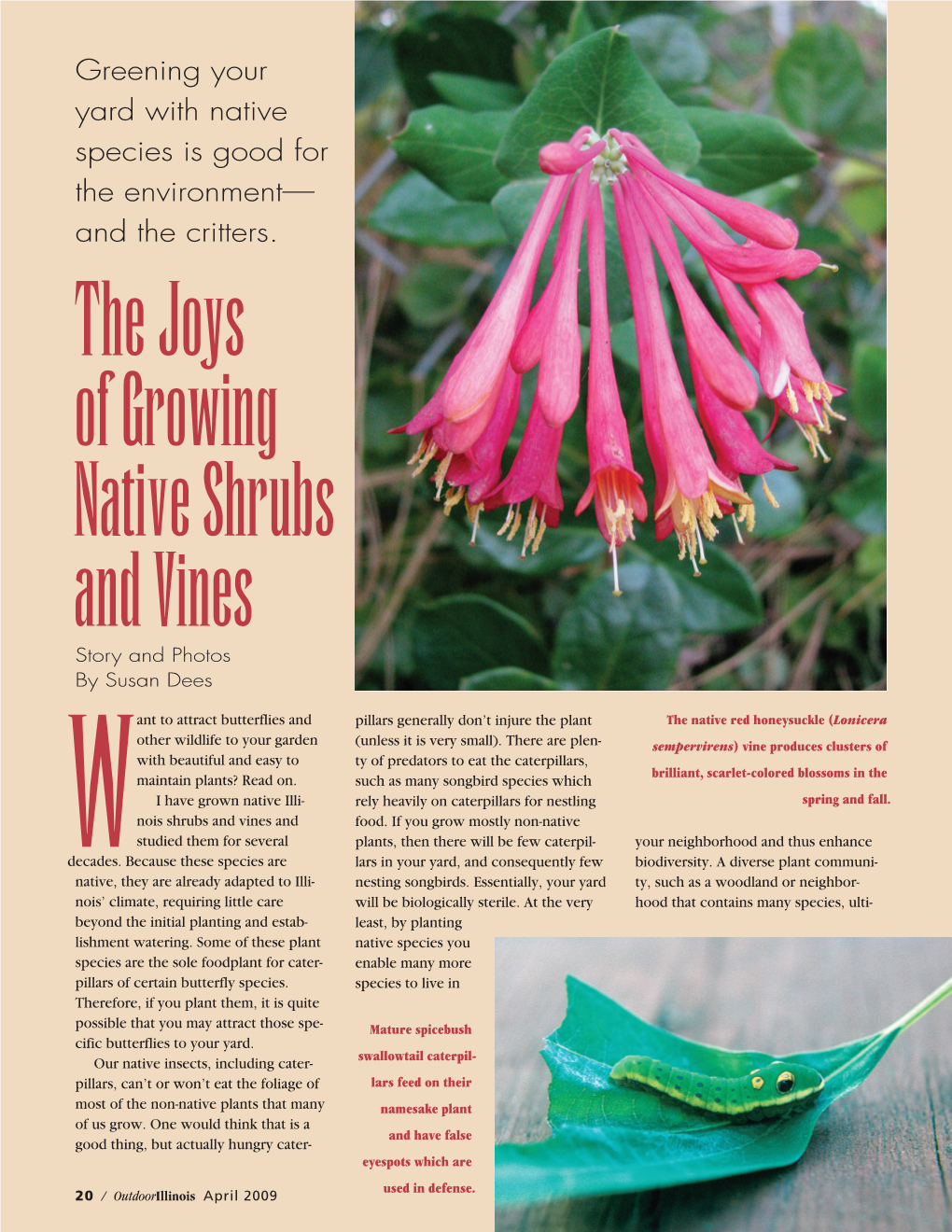 Thejoys Ofgrowing Nativeshrubs Andvines Story and Photos by Susan Dees