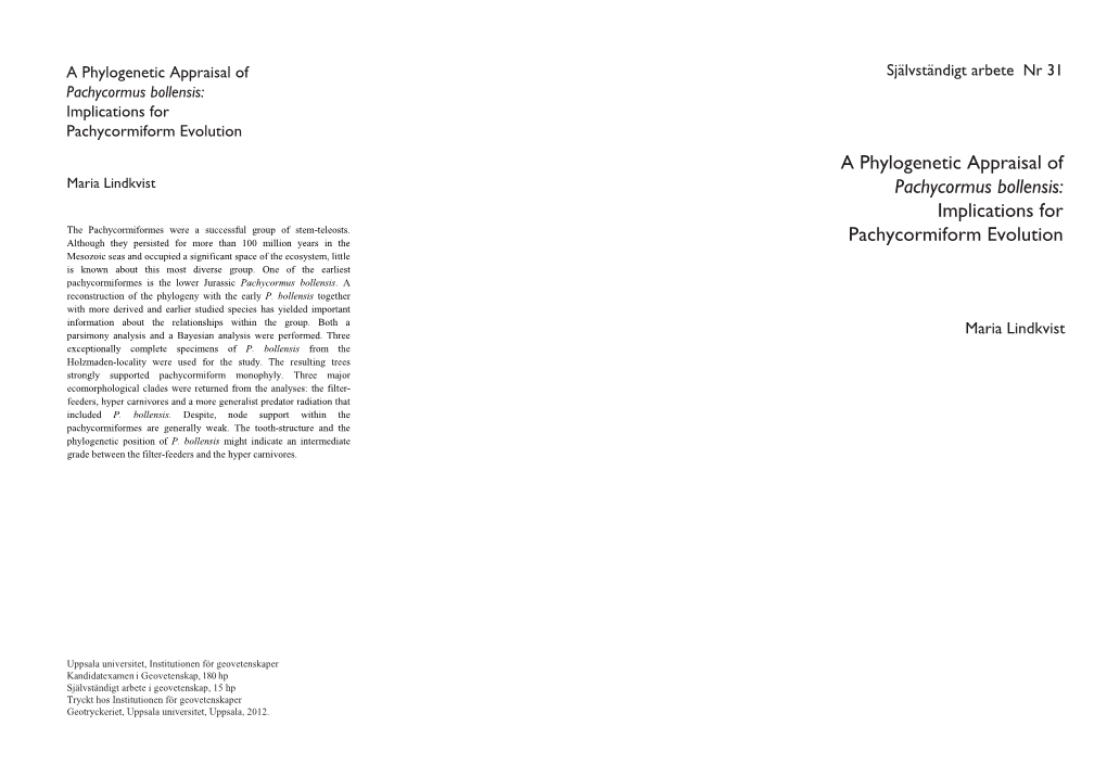 A Phylogenetic Appraisal of Pachycormus Bollensis