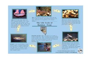 The Life Cycle of Rainbow Trout