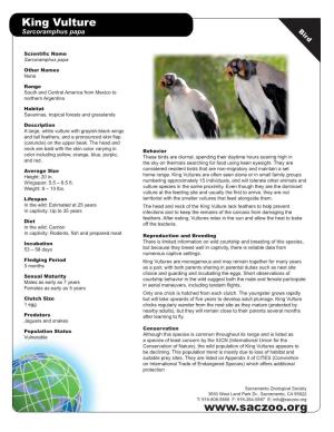 Amazing Facts the King Vulture Is the Only Surviving Member of the Genus Sarcoramphus