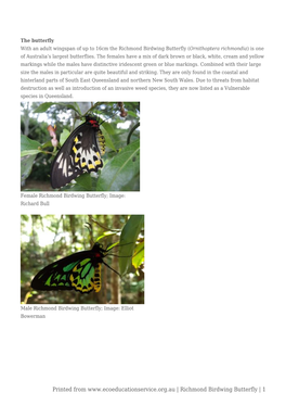 Richmond Birdwing Butterfly (Ornithoptera Richmondia) Is One of Australia’S Largest Butterflies