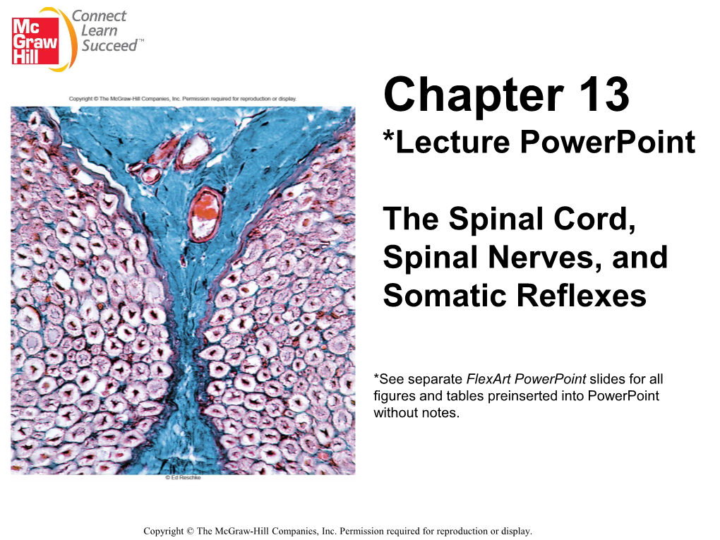 Spinal Cord, Spinal Nerves, and Somatic Reflexes