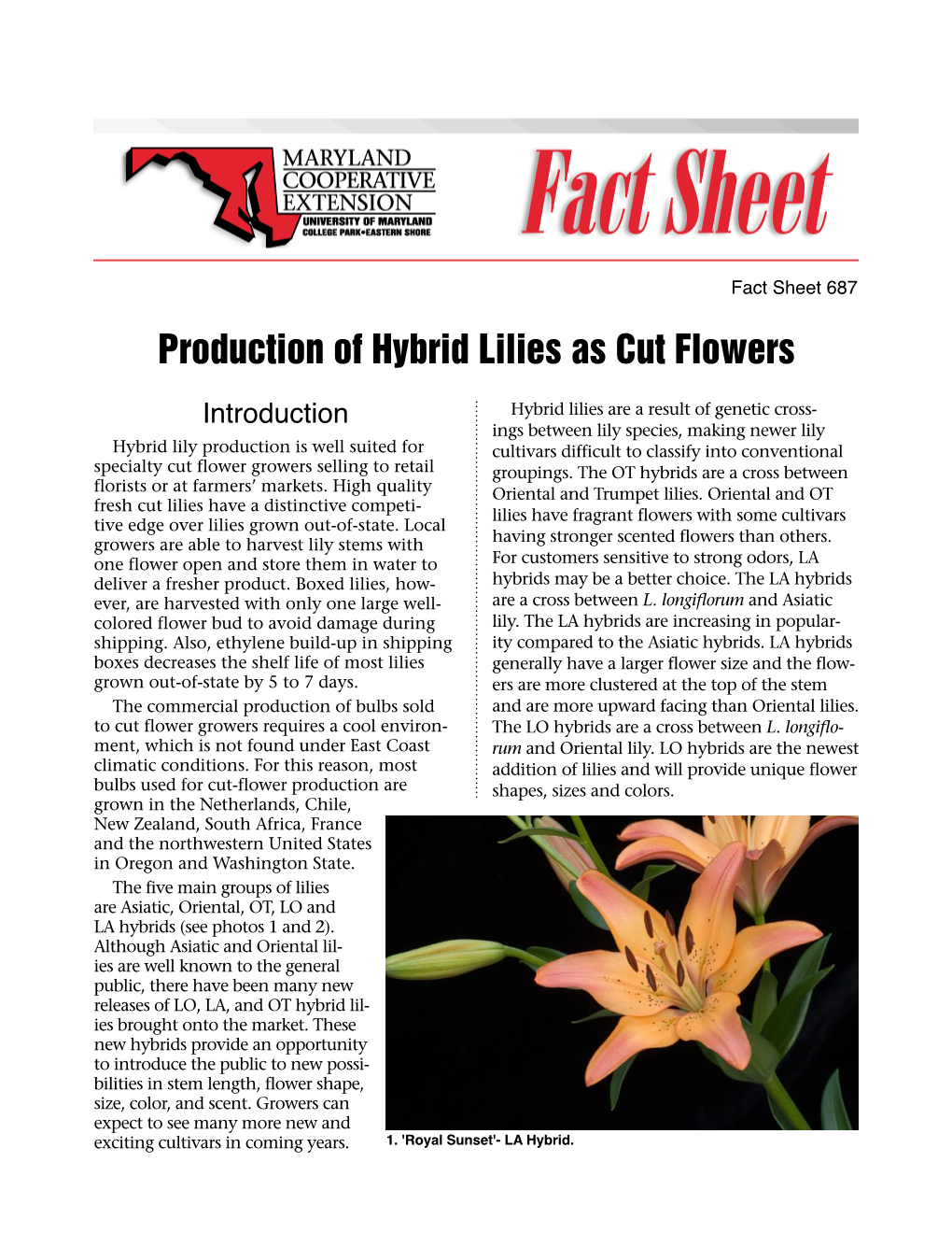 Production of Hybrid Lilies As Cut Flowers