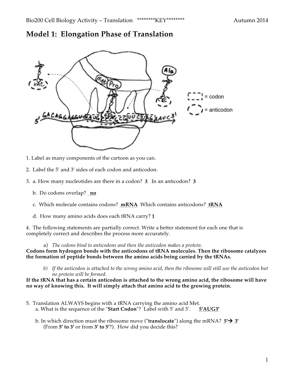 Model 1: Elongation Phase of Translation