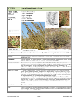 Artemisia Californica Less