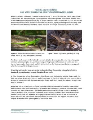 There's a New Kid in Town – How Native Anoles Avoid Competition From