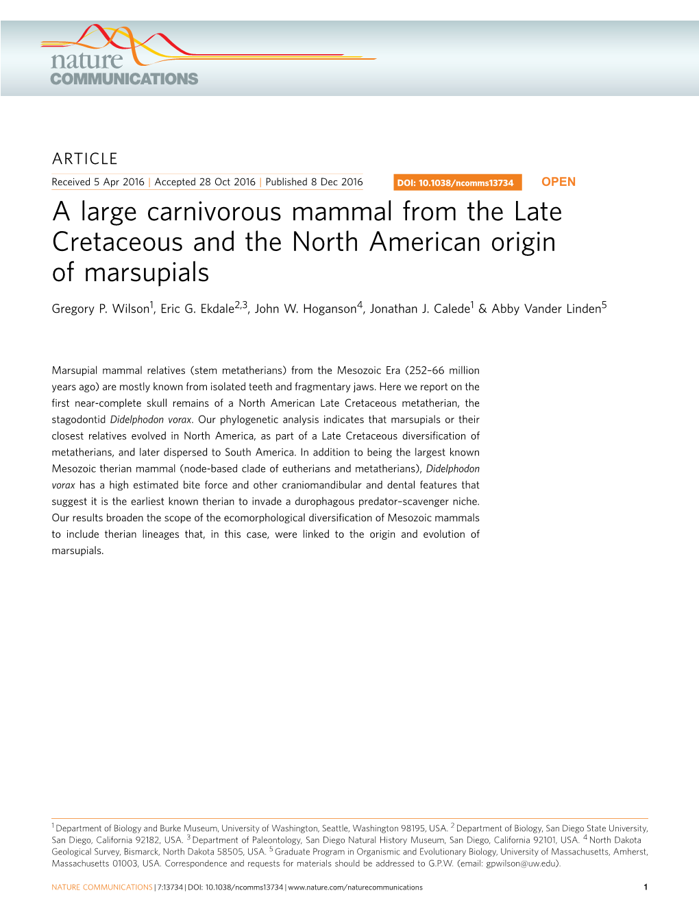 A Large Carnivorous Mammal from the Late Cretaceous and the North American Origin of Marsupials