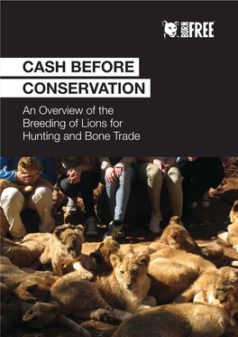 Born Free Lion Breeding Report