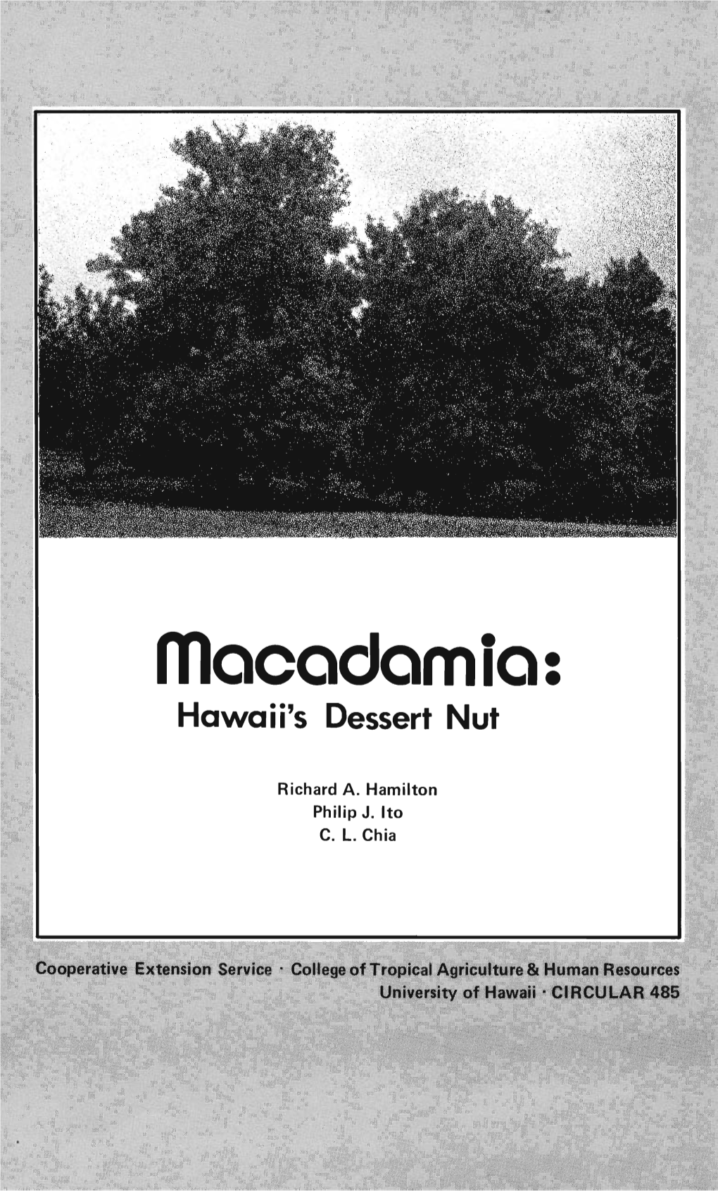 Macadamia Trees in the World, 25-Year-Old Trees of the 'Keauhou' Variety at the Kona Research Station in Hawaii