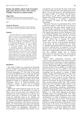 Revision and Cladistic Analysis of the Neotropical Spider Genus Phoneutria Perty, 1833 (Araneae, Ctenidae), with Notes on Relate