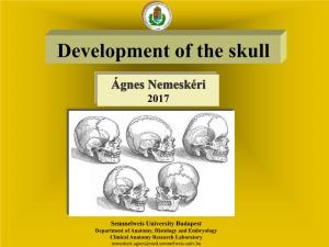 Development of the Skull